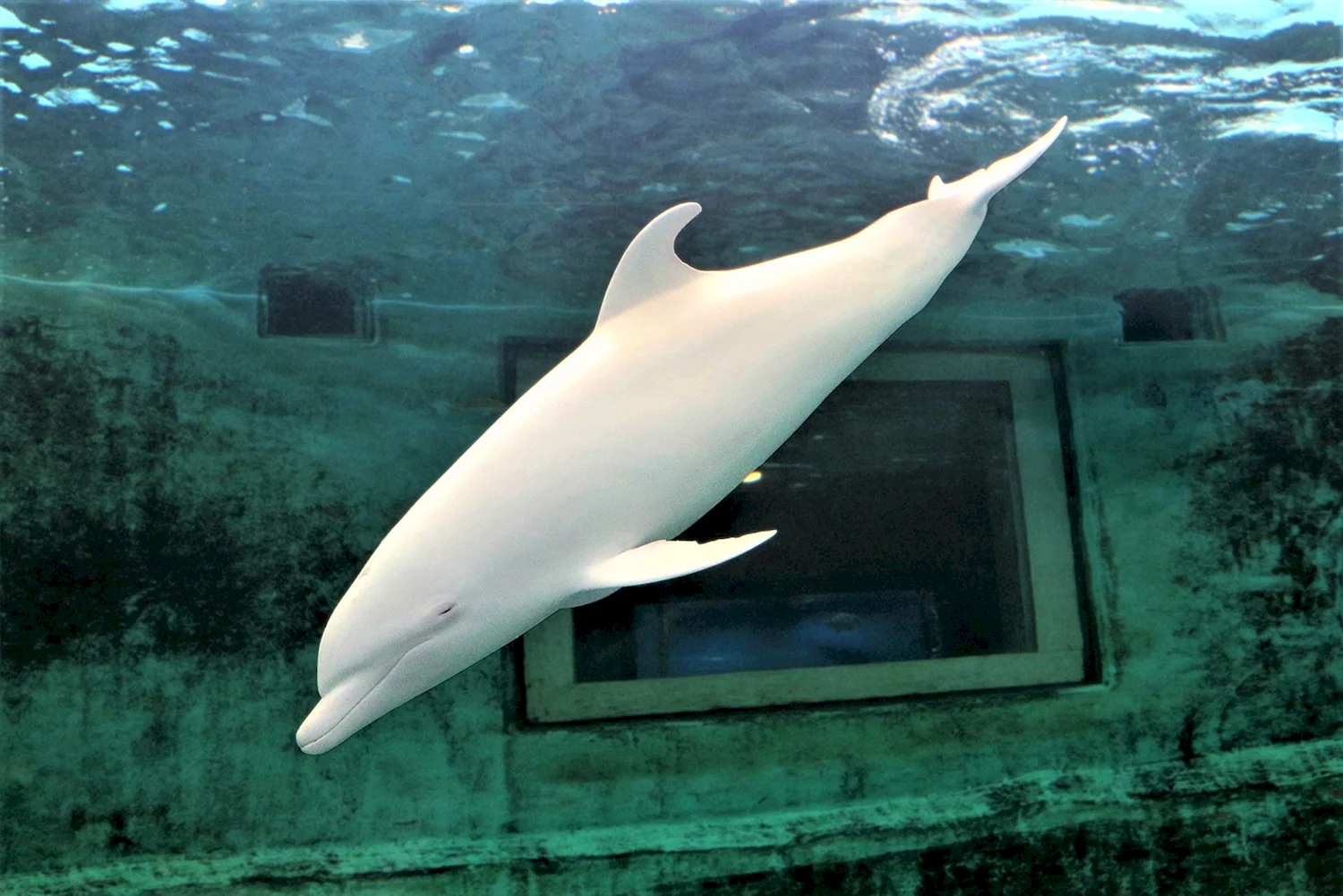 Дельфин альбинос