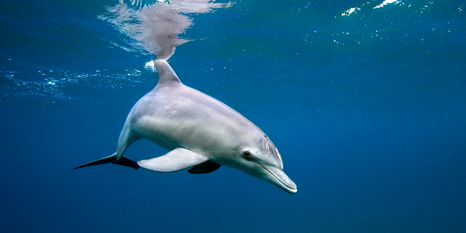 Дельфин альбинос