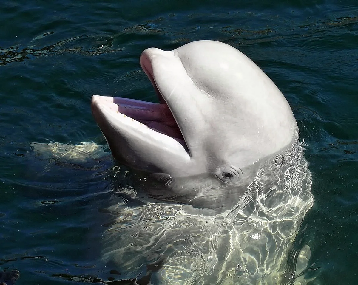 Дельфин Белуха