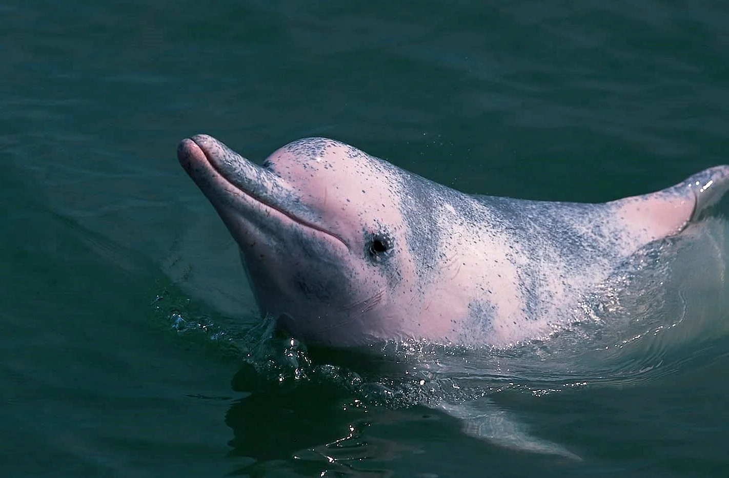 Дельфин Белуха Речной Дельфин