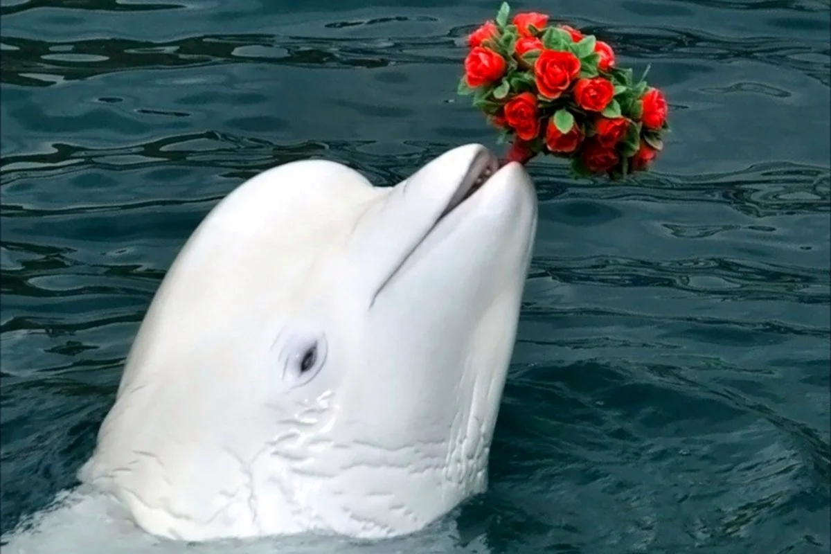 Дельфин с цветами