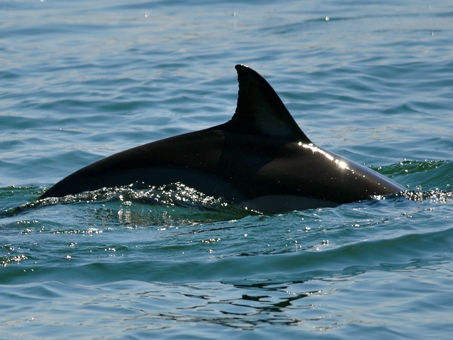 Дельфин в черном море