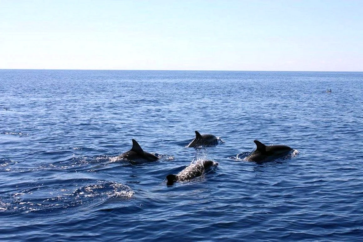 Дельфина в Азовском море