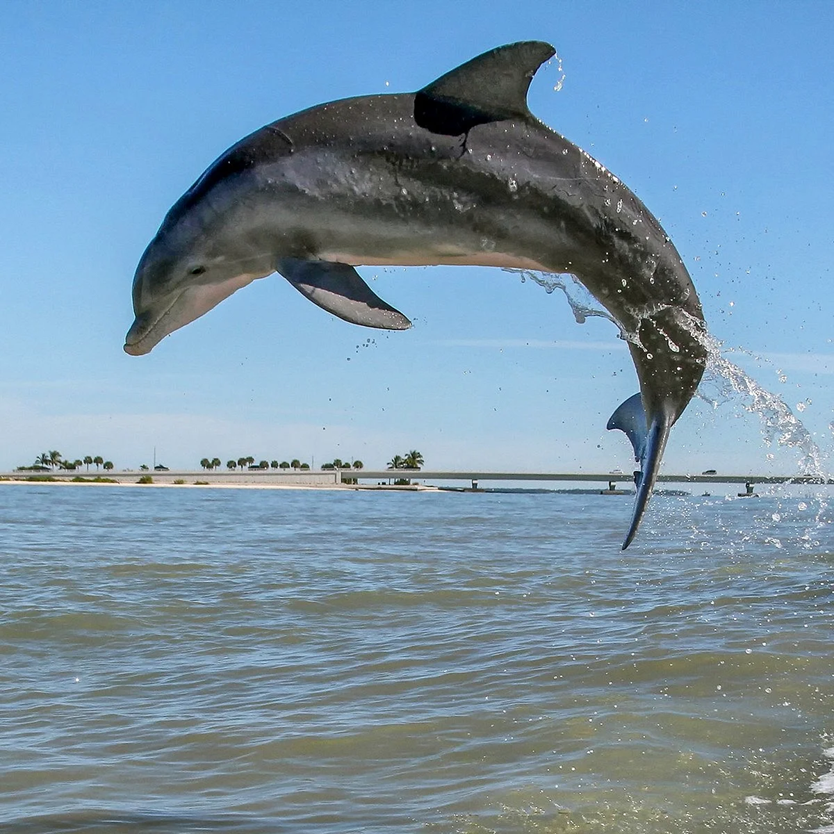 Дельфин-Афалина