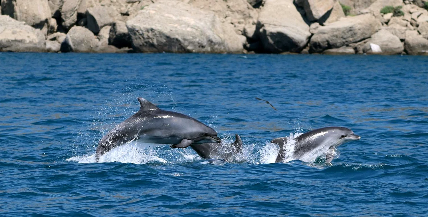 Дельфины афалины черного моря