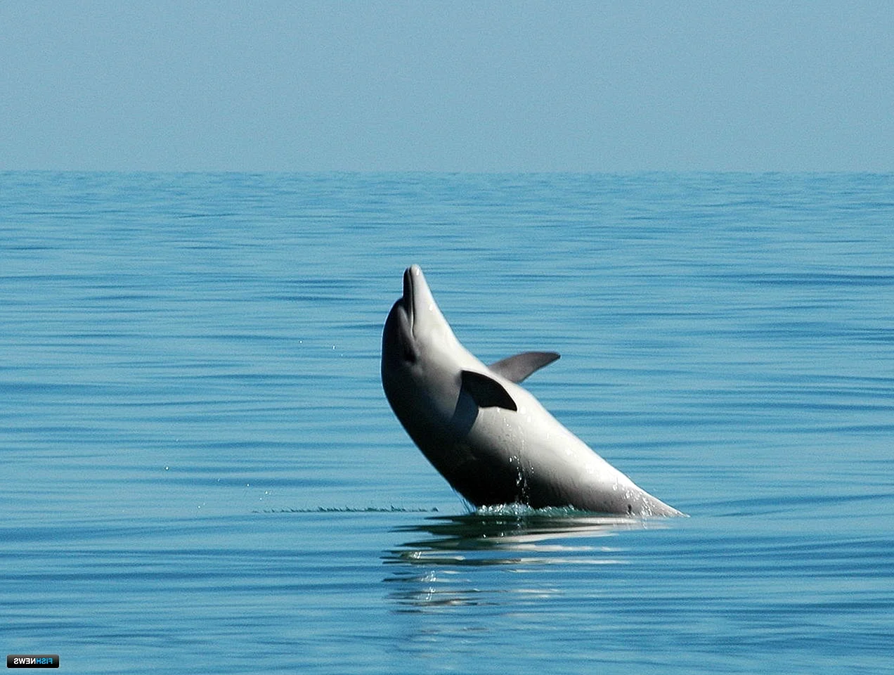 Дельфины Черноморского побережья Кавказа