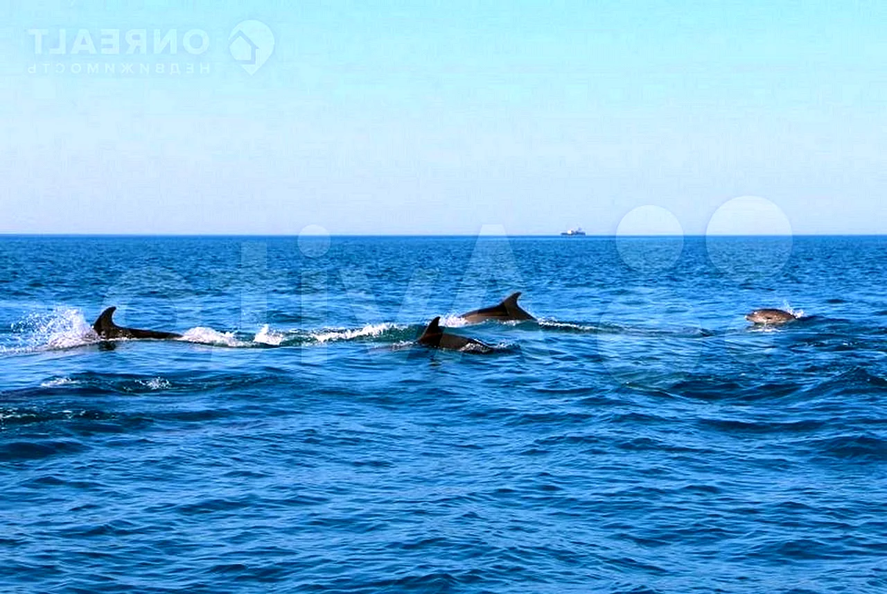 Дельфины Черноморского побережья Крыма