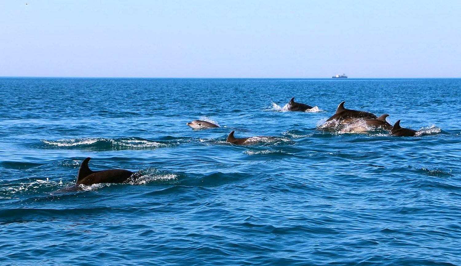 Дельфины в черном море Сочи