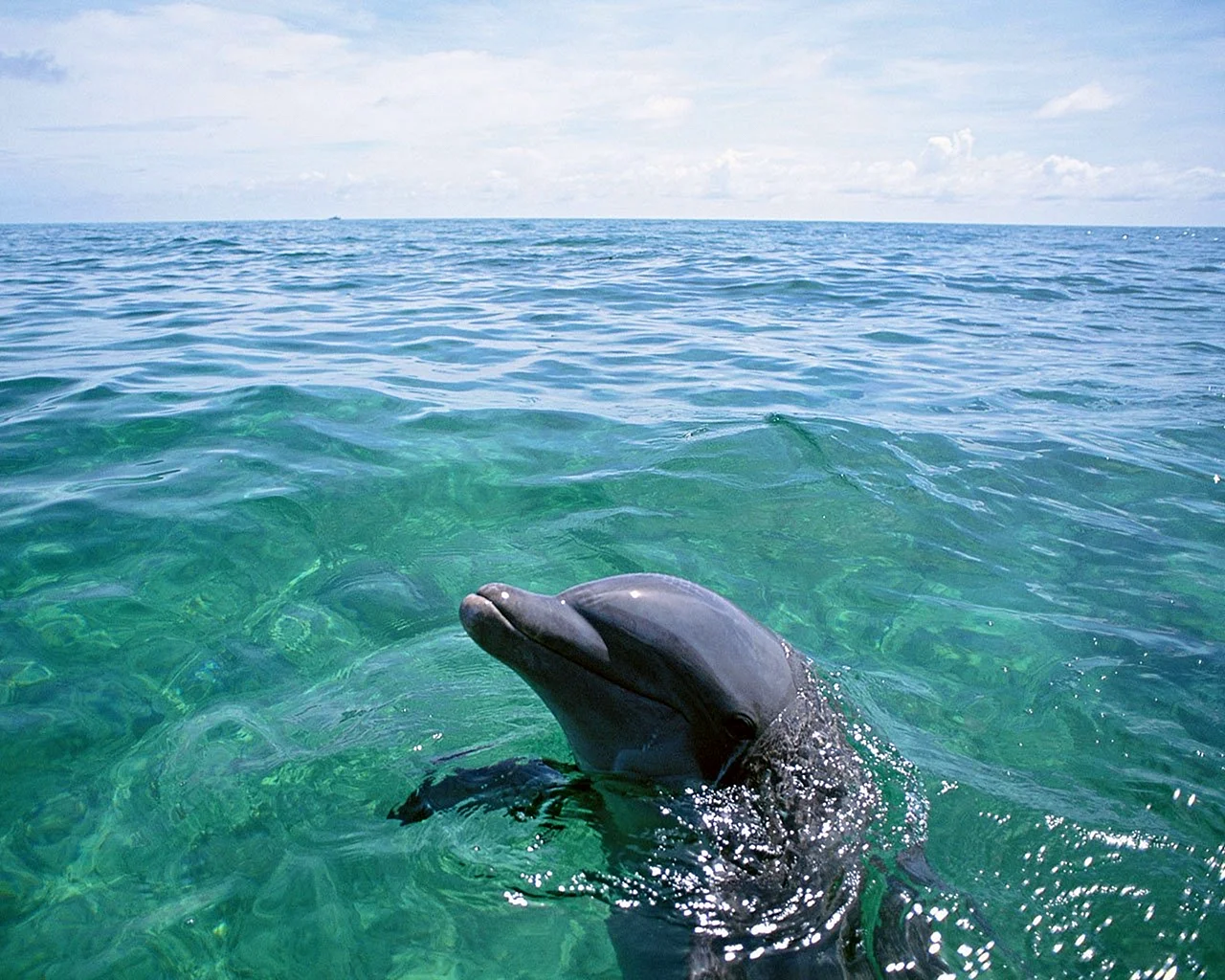 Дельфины в Дивноморском
