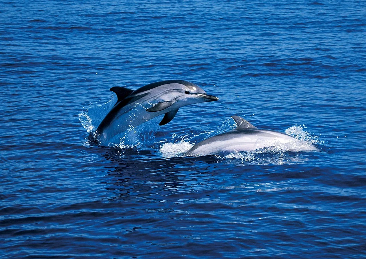 Дельфины в Сочи