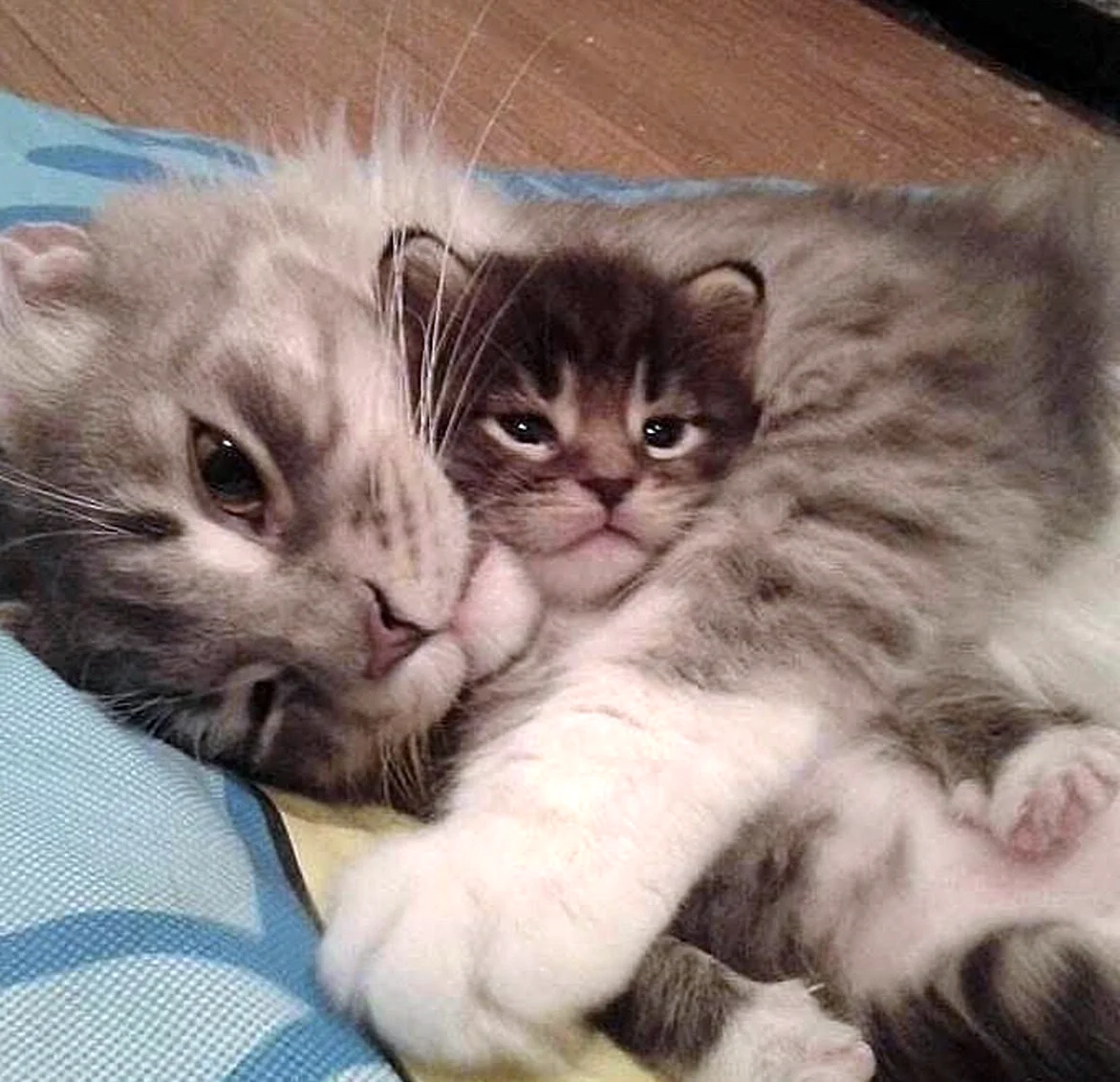 День ласкового котёнка cuddly Kitten Day