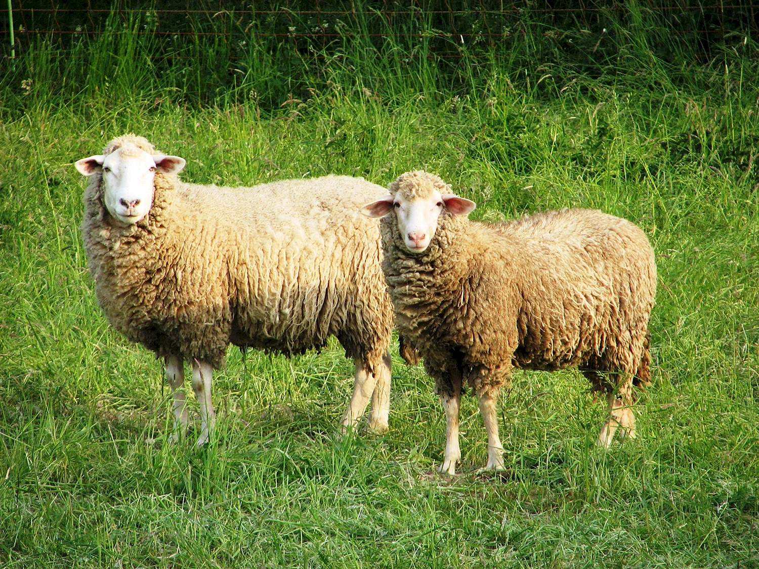 Деревенские овцы