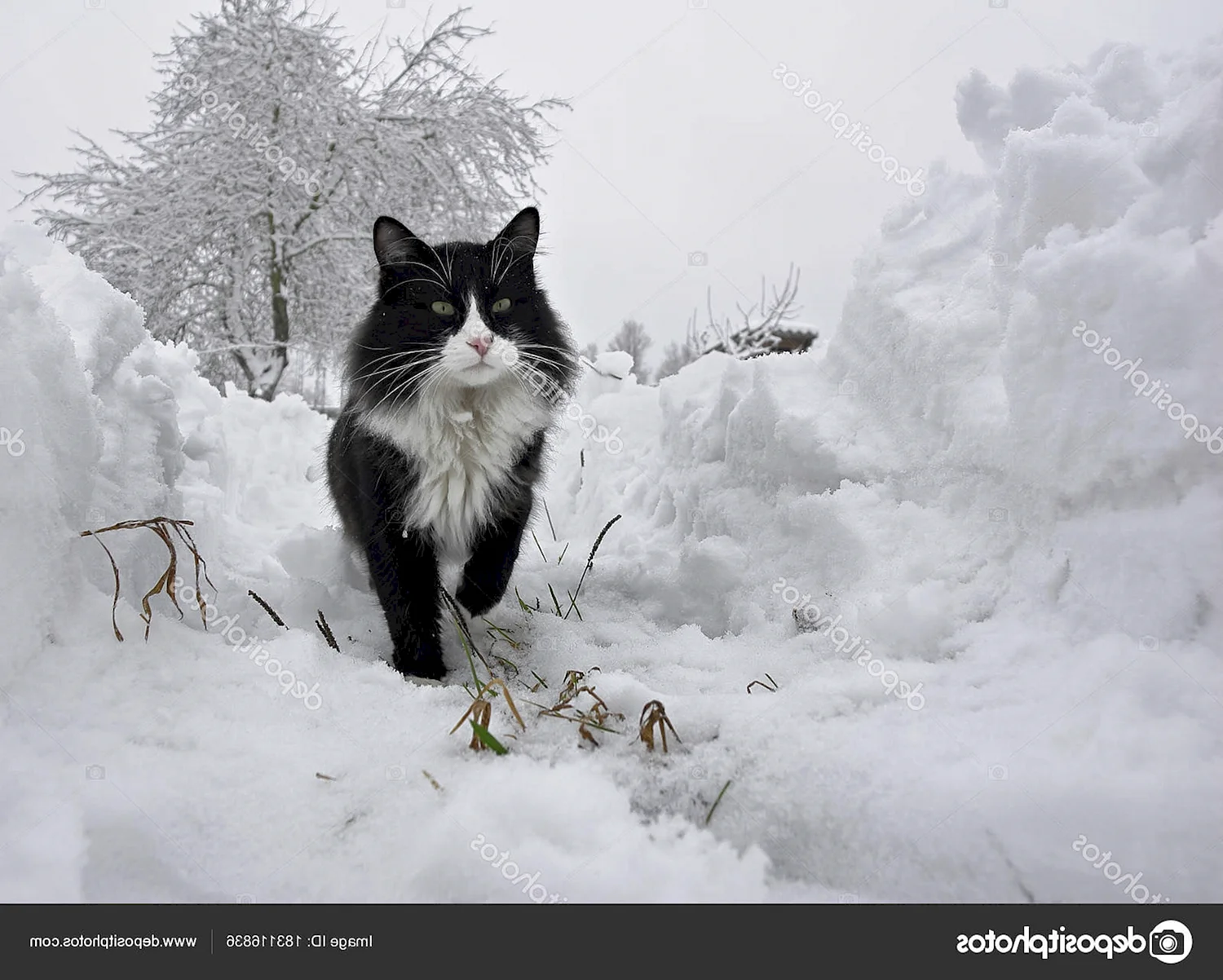 Деревенский кот зимой