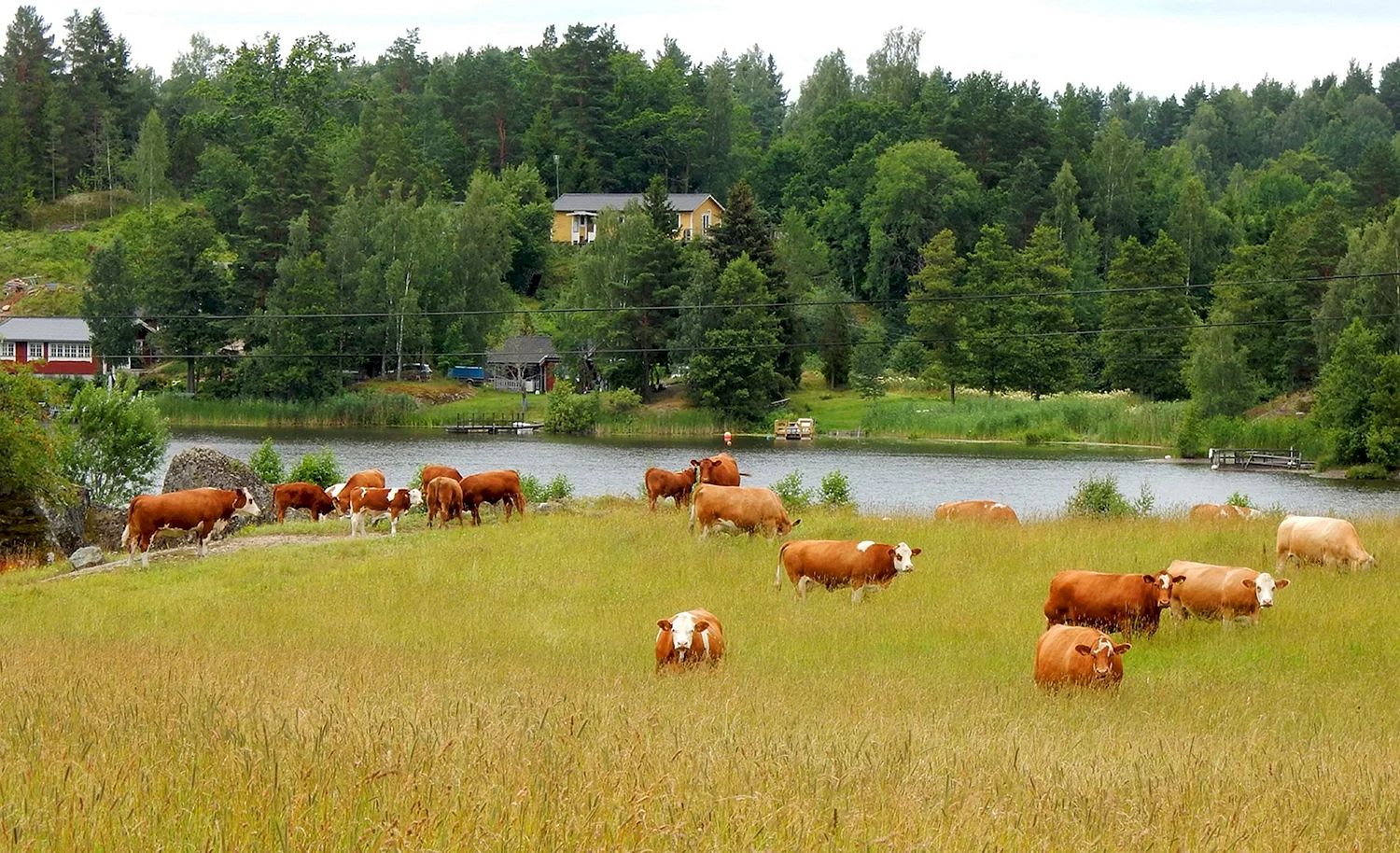 Деревня Луга коровы