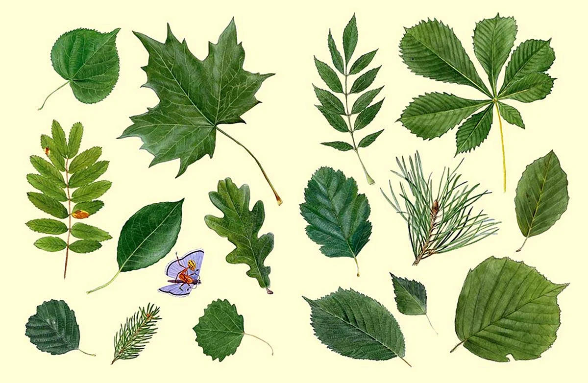 Рисунки для срисовки экзотических листьев (49 фото)