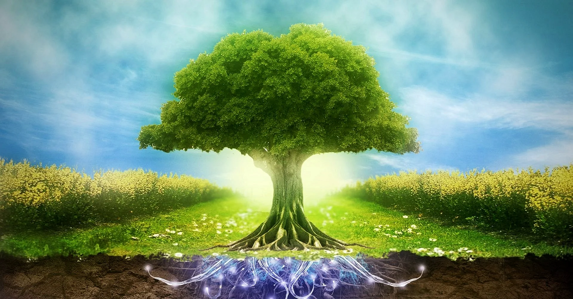 Дерево экология
