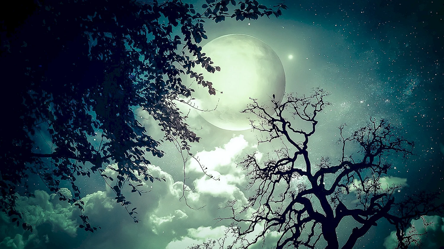 Дерево в лунном свете