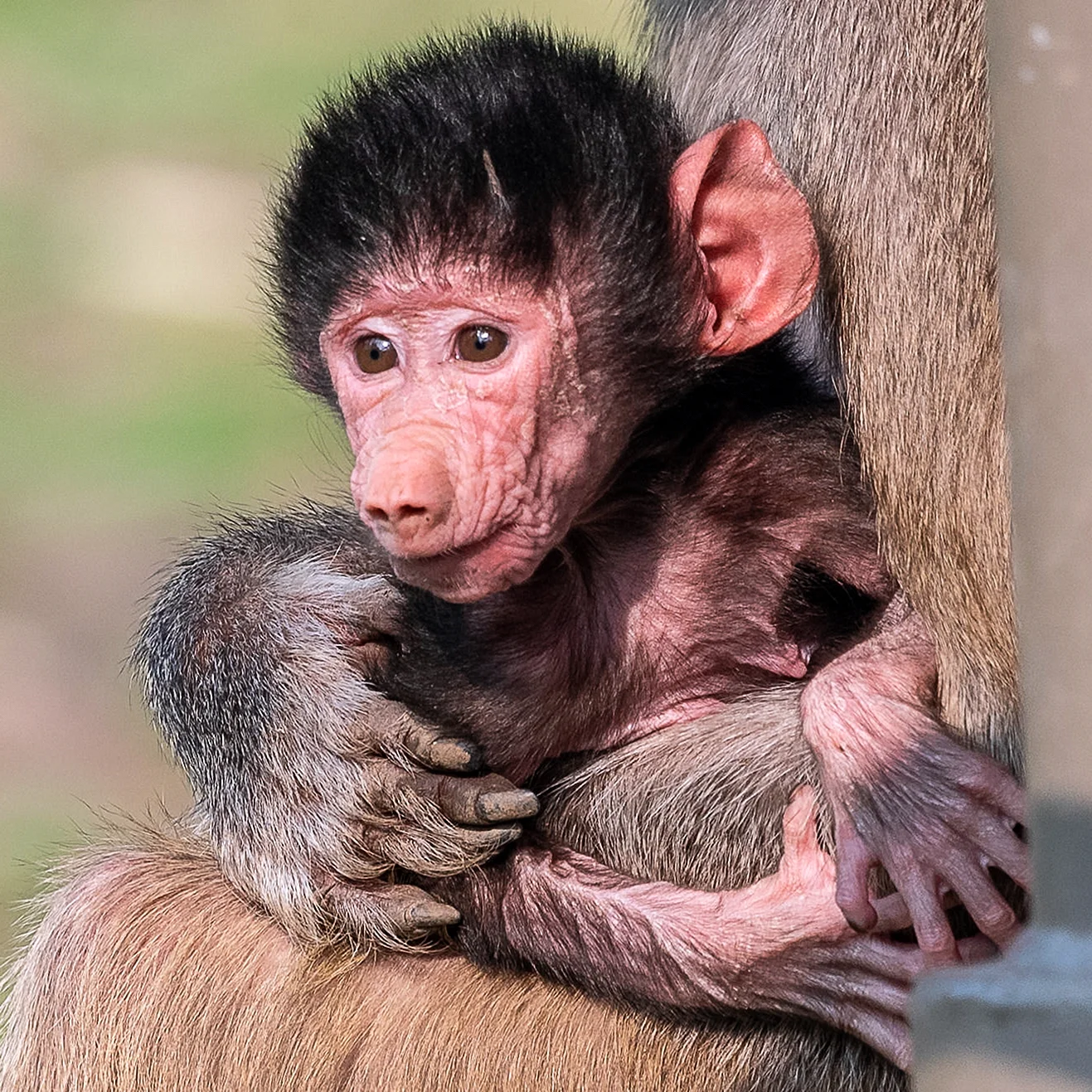 Детеныш бабуина