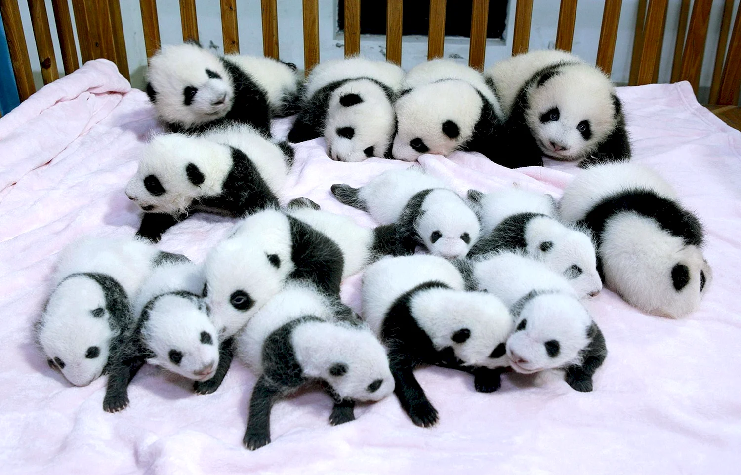 Детеныш карликовой панды