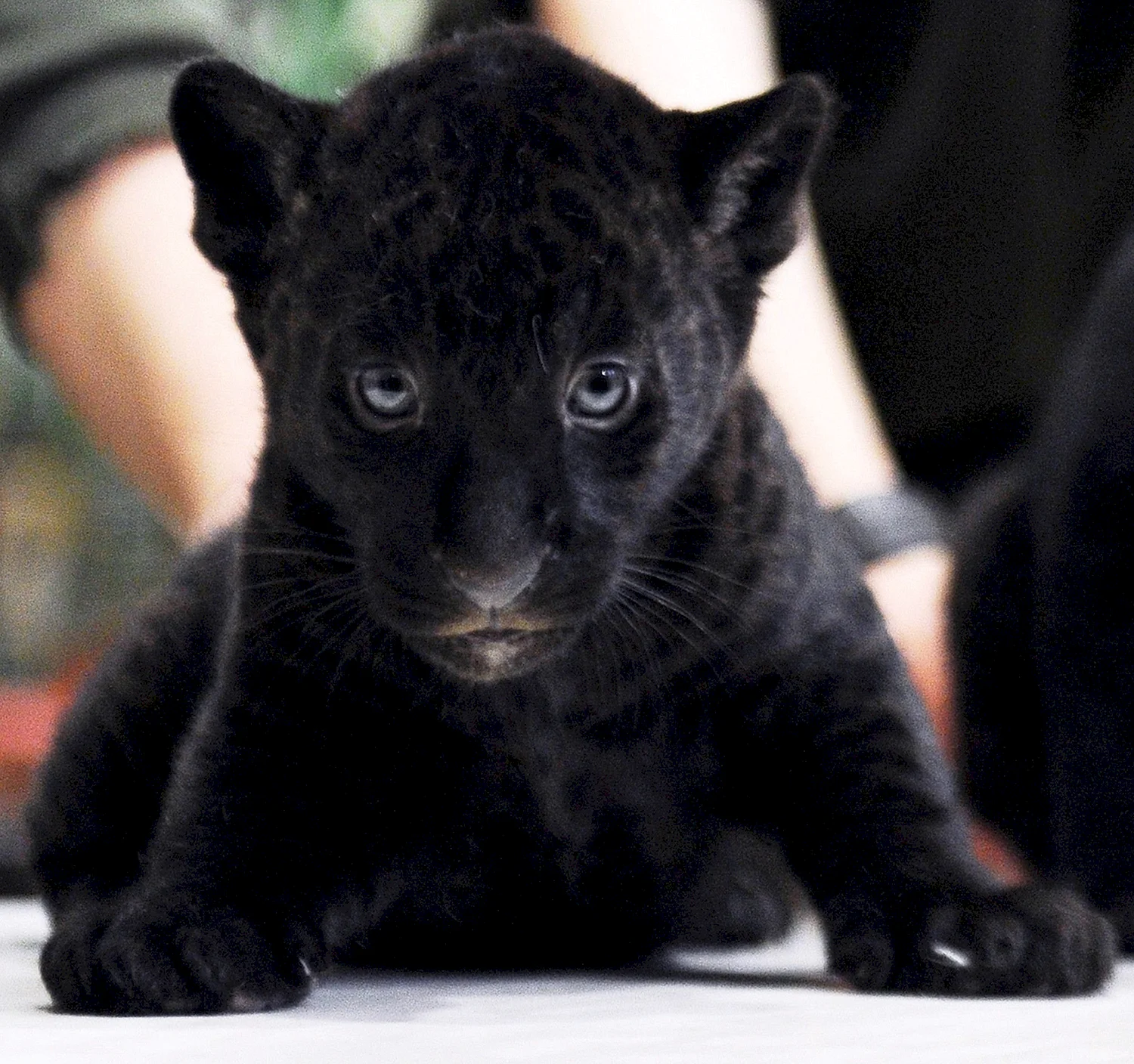 Пантера — описание животного, фото черной пантеры