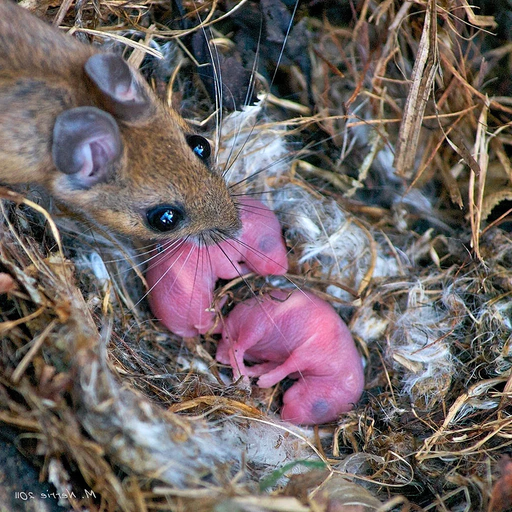 Детеныш полевой мыши