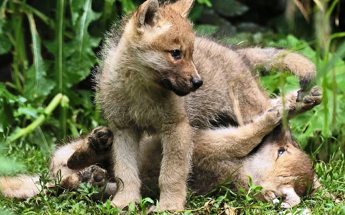 Детеныш волка
