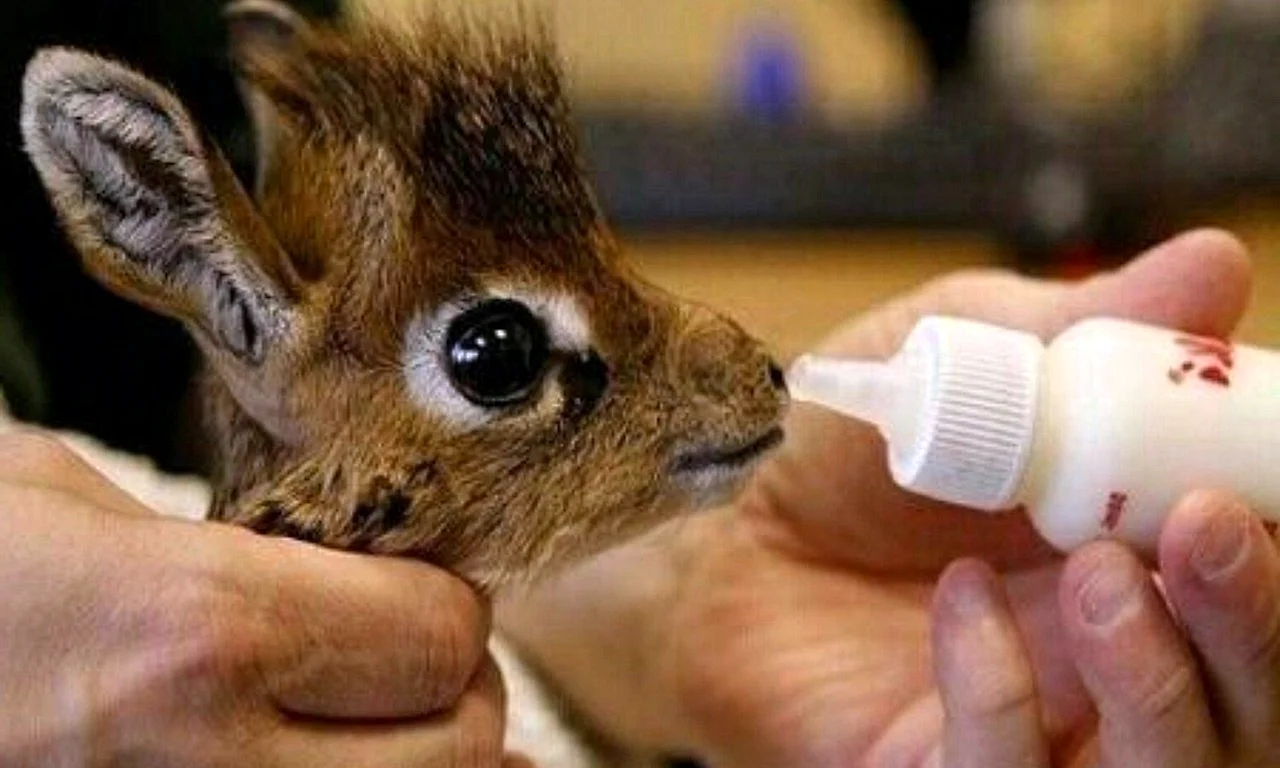 Детеныш жирафа