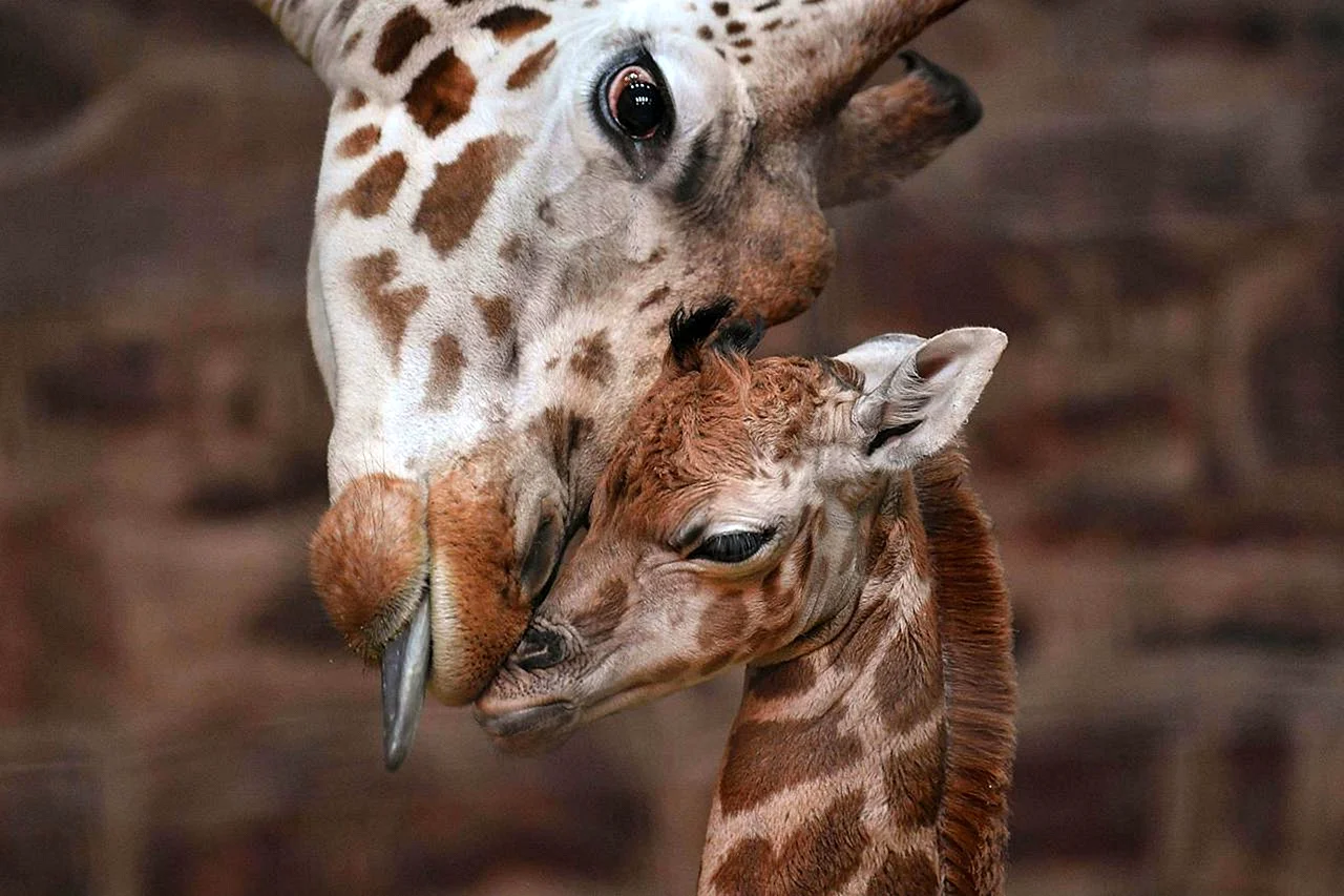 Детёныш жирафа новорожденный