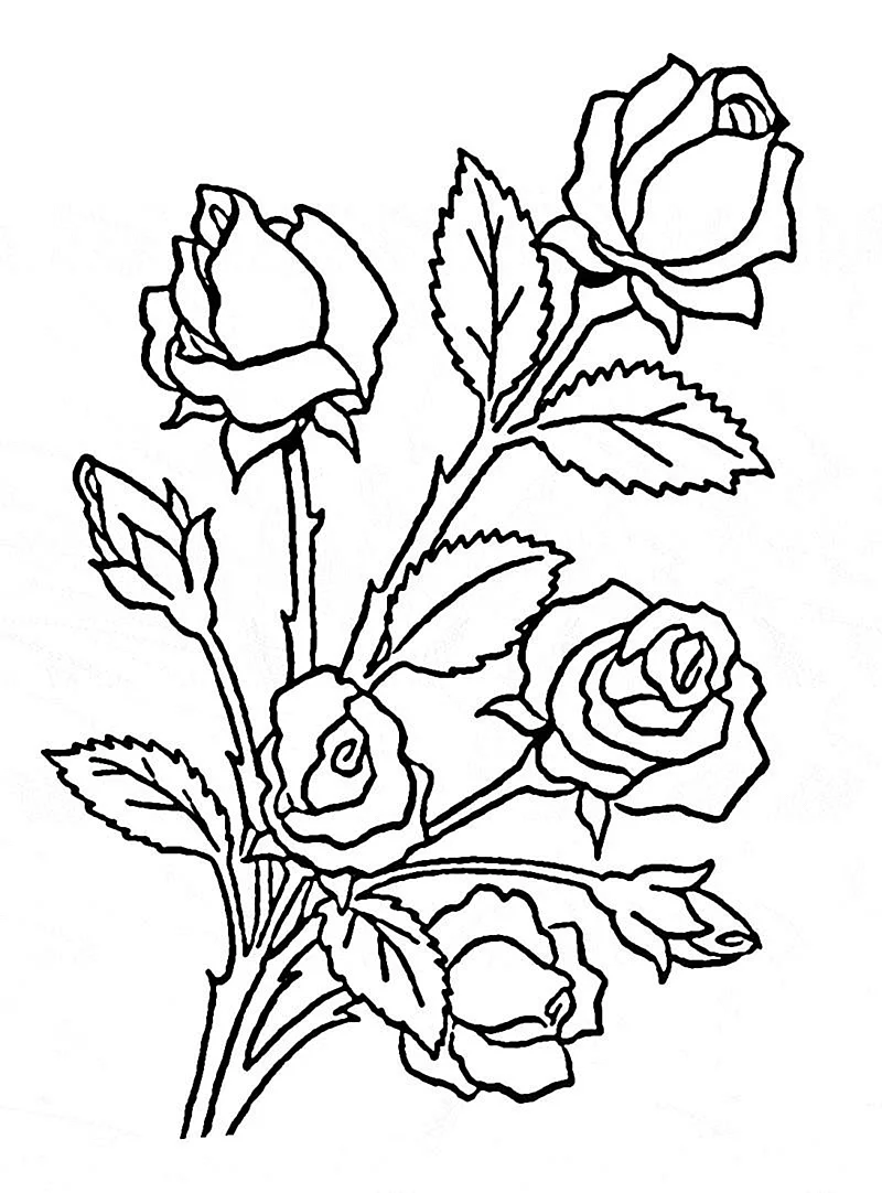 Детские раскраски розы
