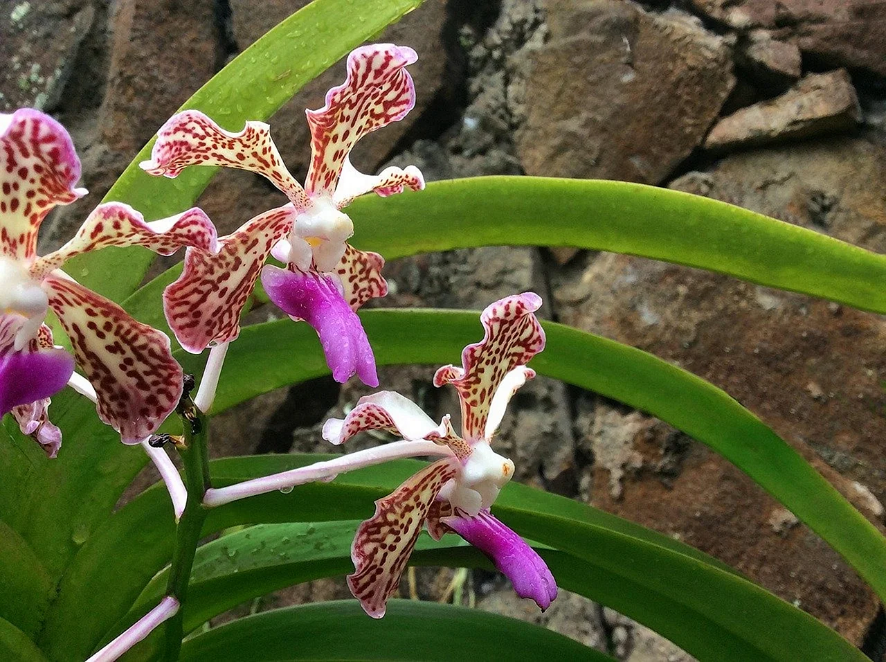 Дикая Орхидея цветок Ванда
