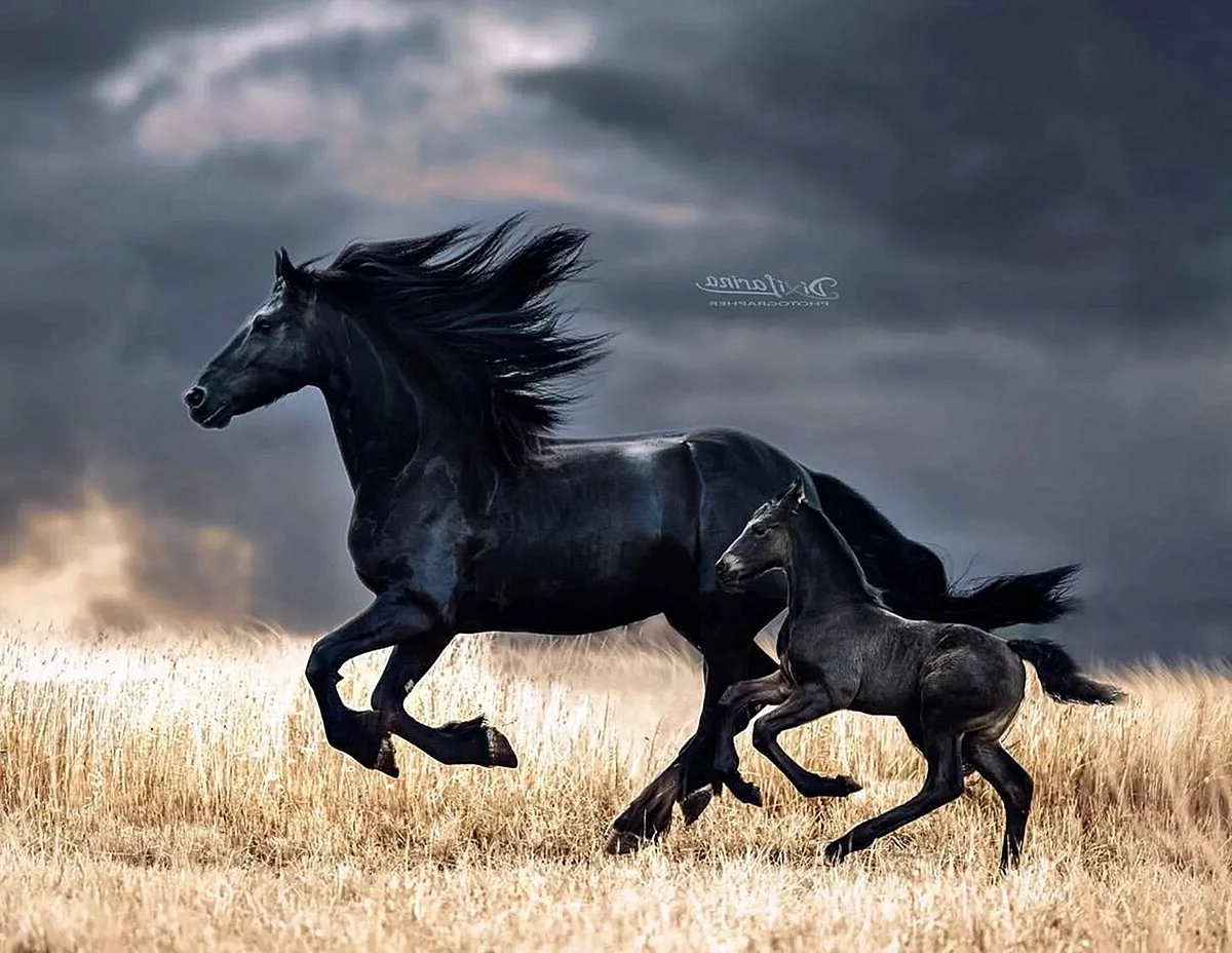 Дикие черные лошади