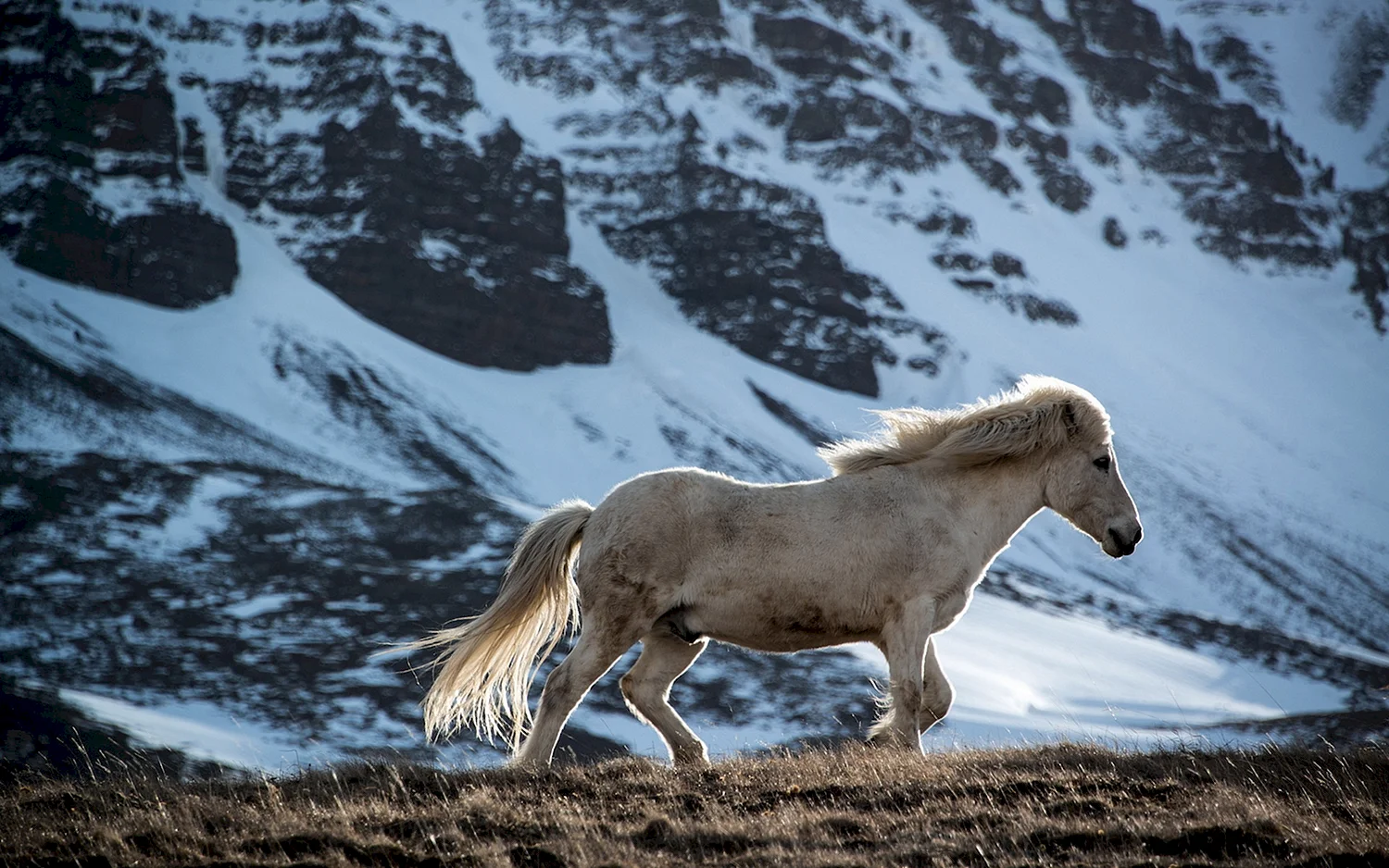 Дикие лошади канадских скалистых гор