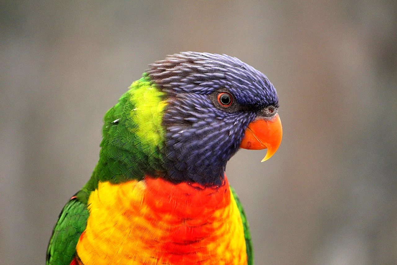 Дикие попугаи в Австралии