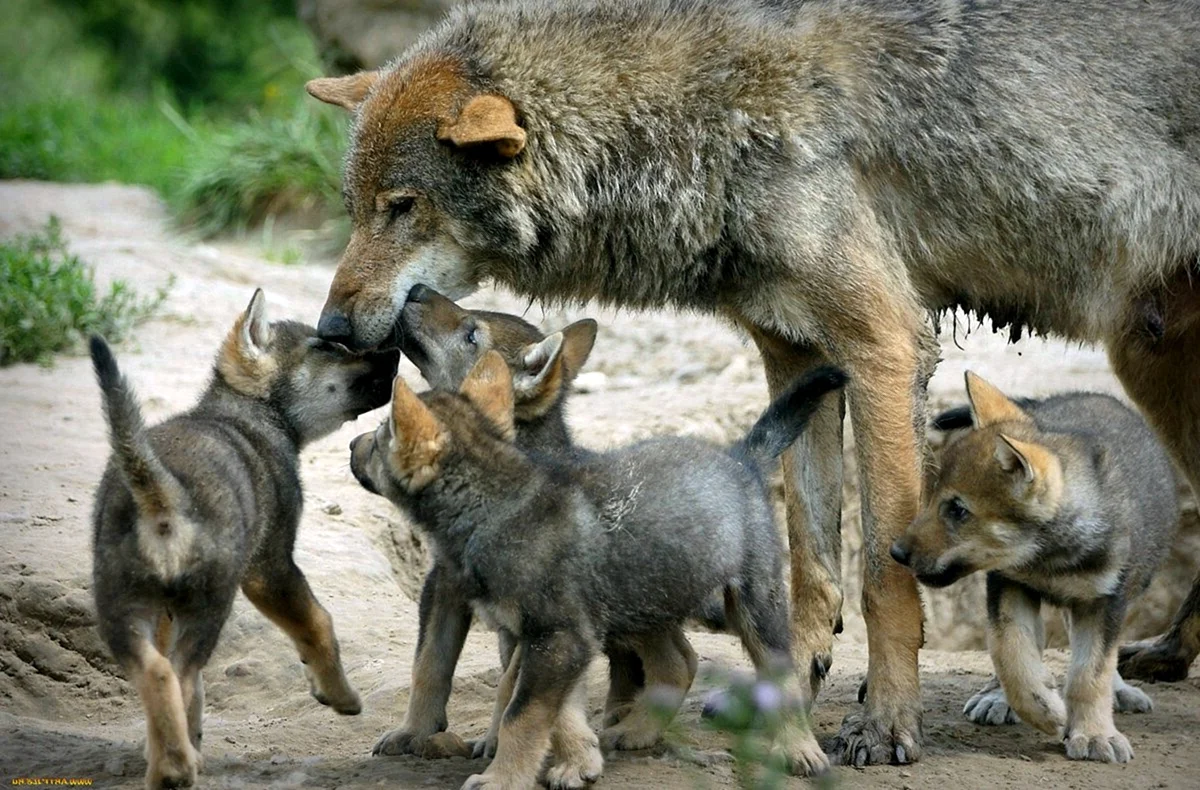 Дикие животные волк и Волчонок