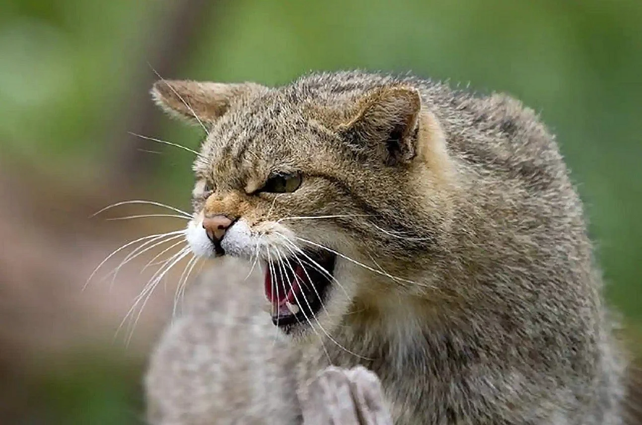 Дикий Лесной камышовый кот