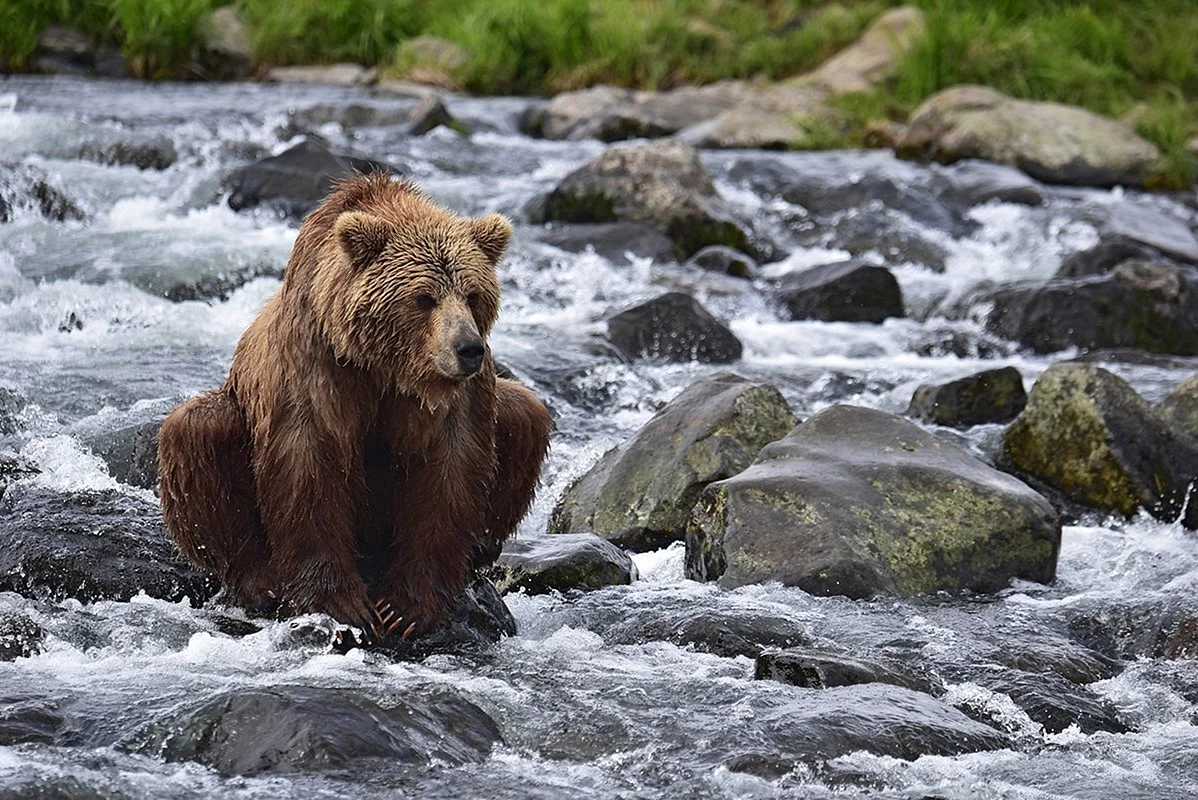 Дикий медведь Камчатка