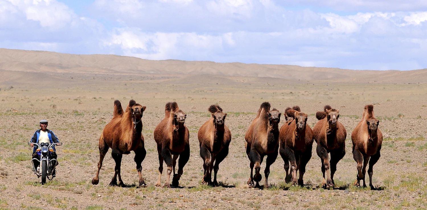 Дикий табун в Монголии