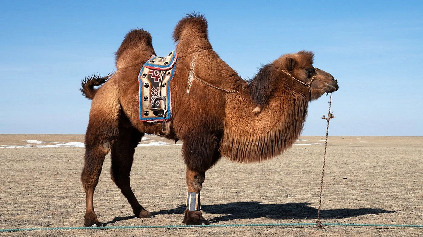 Дикий верблюд Монголии