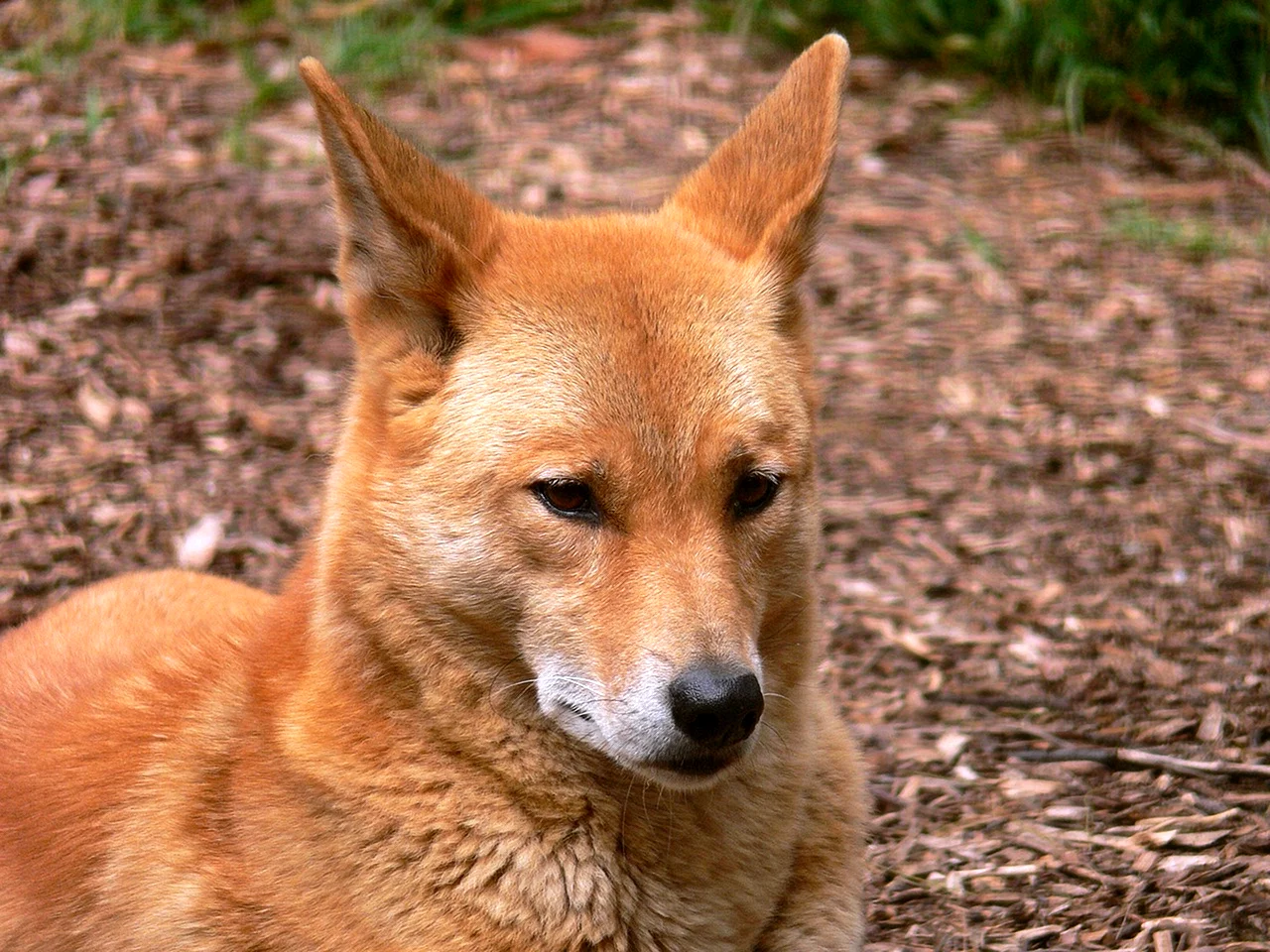 Динго Донго порода собак