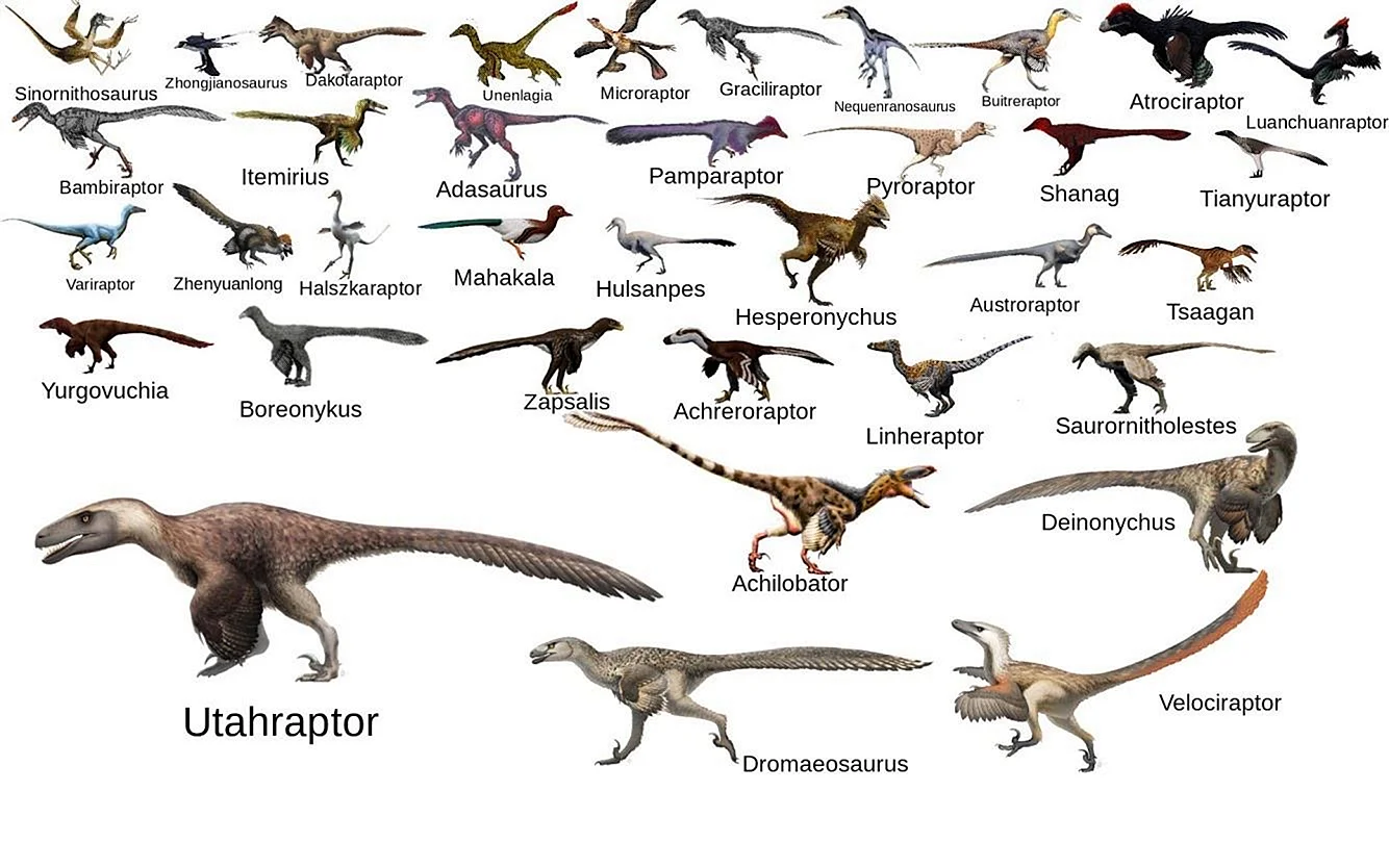 Динозавры Дромеозавриды