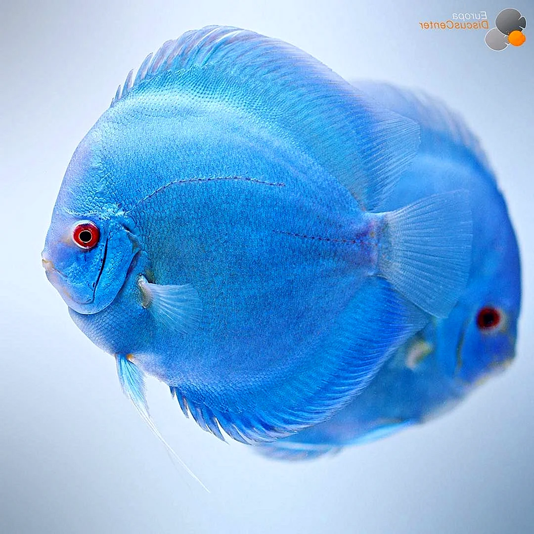 Дискус голубой аквариумная рыбка