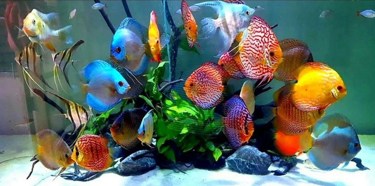Дискусы аквариумные рыбки