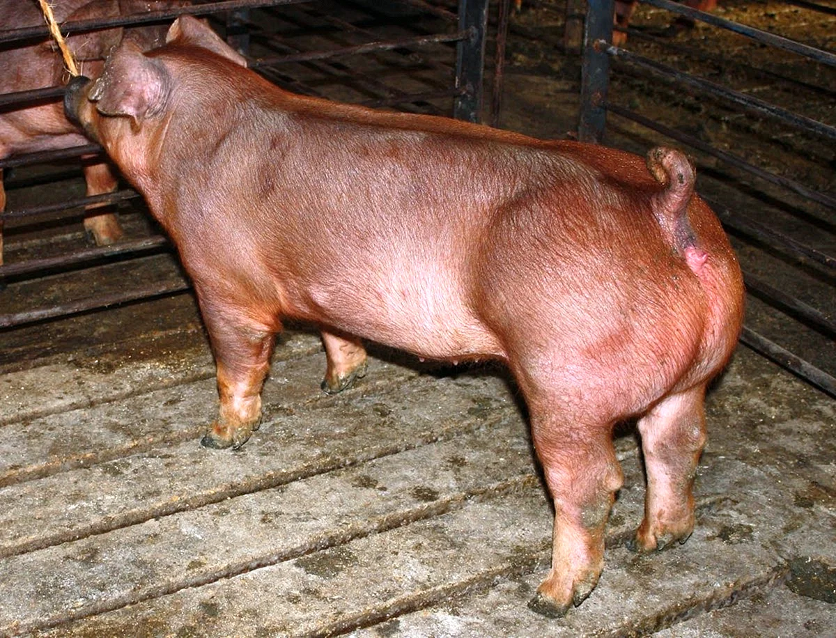 Дюрок порода свиней