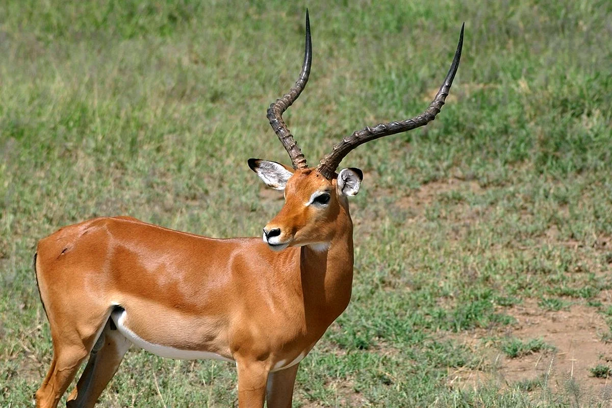 Дкеур Африканская антилопа