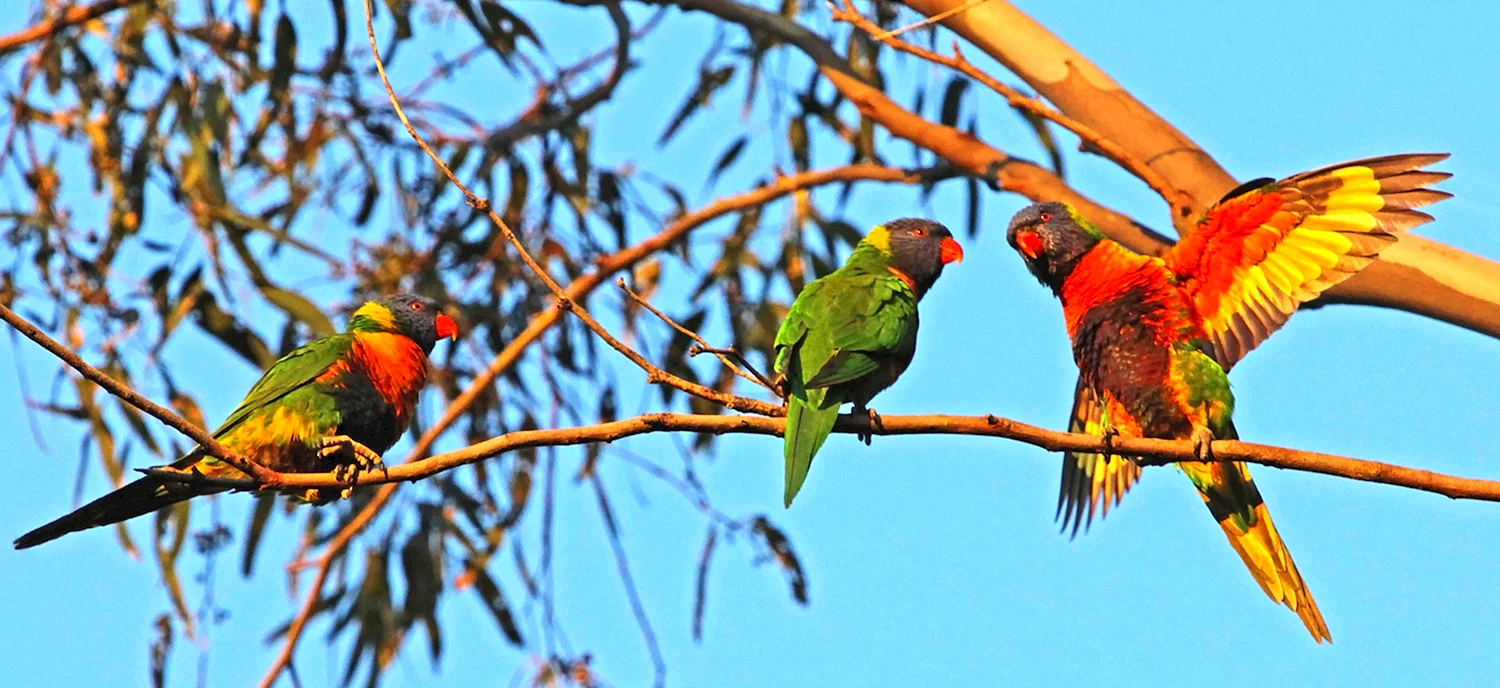 Длиннохвостые попугайчики Австралии