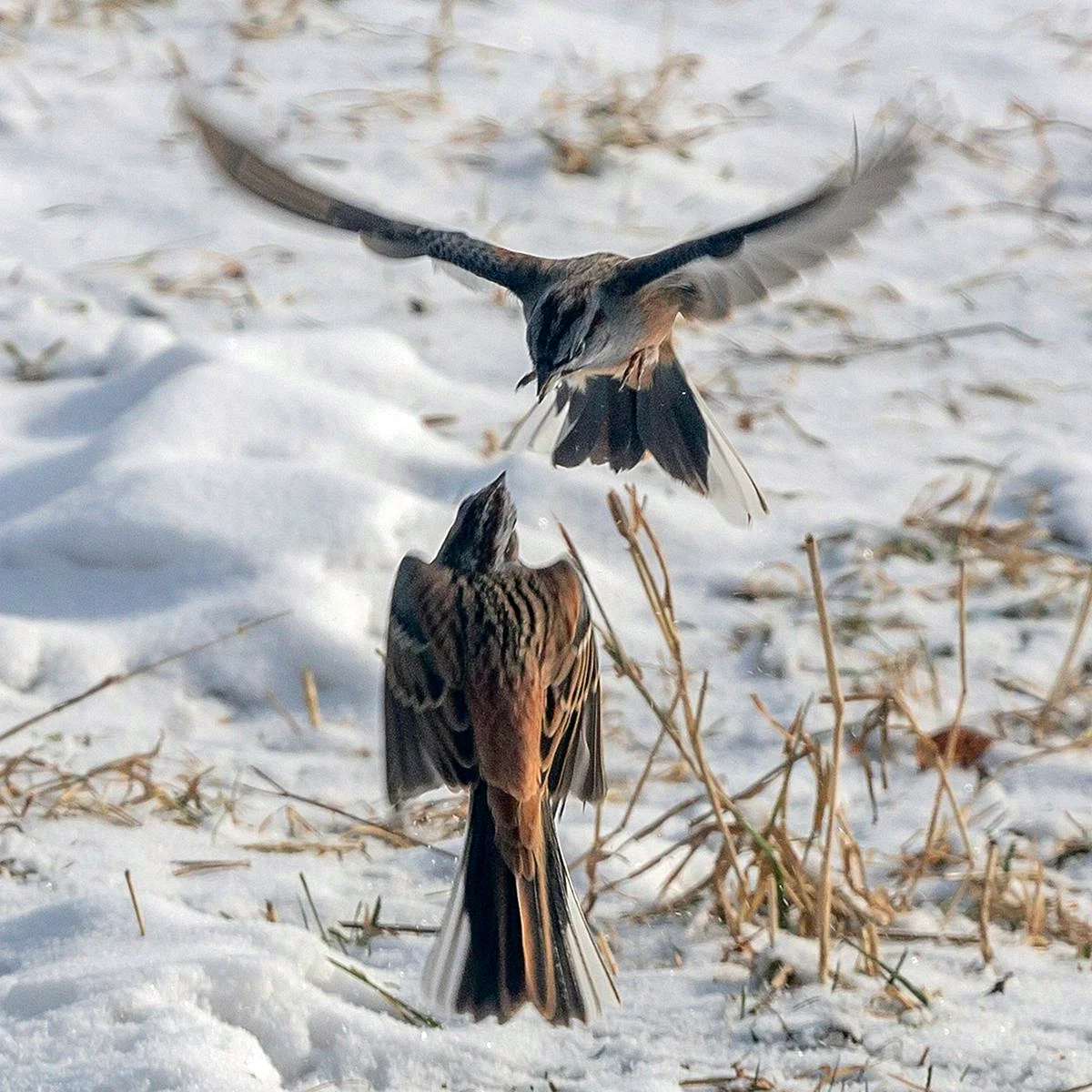 Длинноногие птицы Сибири