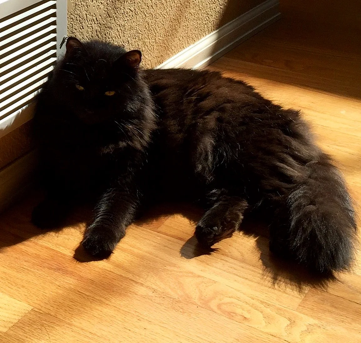Длинношерстная Британская кошка черная