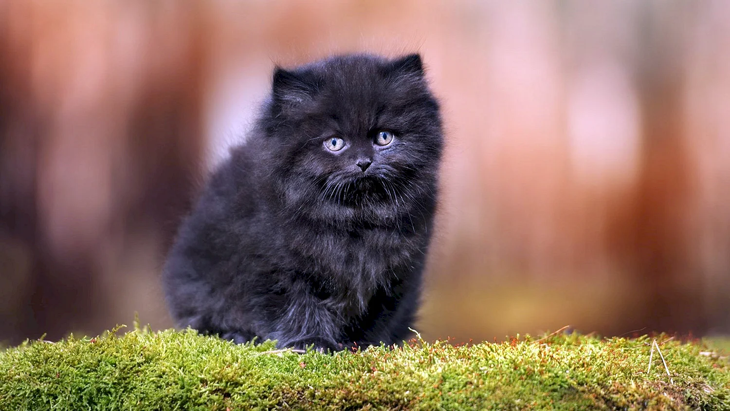 Длинношерстная Британская кошка черная