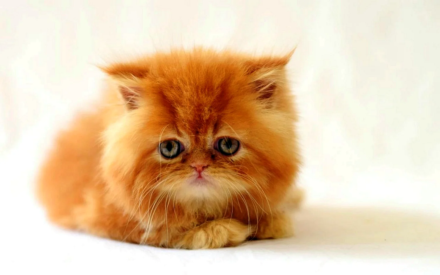 Длинношёрстная Персидская кошка рыжий