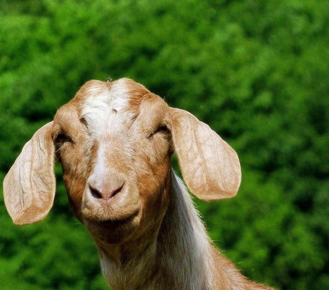 Длинноухие козы порода